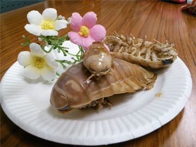 【話題】オオグソクムシの揚げ物、食感はカニの足の付け根部分に似ている /横浜
