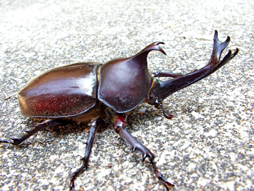 【生物】カブトムシは「角長いほど天敵に狙われる」…東大など