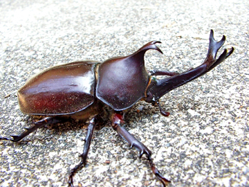 【生物】カブトムシは「角長いほど天敵に狙われる」…東大など