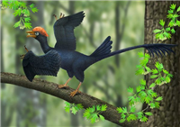 太古の鳥ジェホロルニスは2種類の尾羽を持っていた。尾の複雑な進化