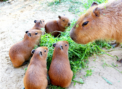 【動物】カピバラ:かわいいね五つ子赤ちゃん　市原ぞうの国で誕生