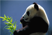 パンダの糞がバイオ燃料開発に寄与する可能性