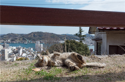 【風景】猫がゴロンと昼寝をする丘。猫たちに癒される、尾道のんびりな街並み