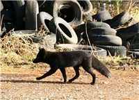 北海道に黒ギツネ　「珍しい」と話題に