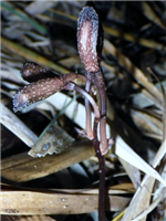 鹿児島の離島で新種の「ラン」発見…“光合成せず、花咲かず”『植物であることをやめた植物』