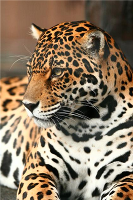 【動物】カザフの動物園、来園者の目前で小熊をジャガーの餌に。児童が大泣き