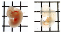 果物の糖「フルクトース」使いマウス透明に　組織壊さず観察/理化学研究所