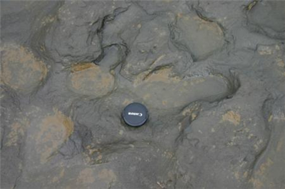 【考古】80万年以上も前の人類の足跡を発見　アフリカ以外で最古/大英博物館