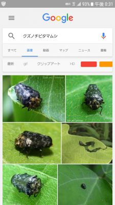 チョウセンメクラチビゴミムシ属