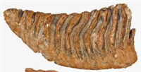 マンモスゾウとナウマンゾウ共存か　北海道・北広島で出土の化石　定説崩れる可能性