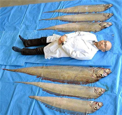 【サイエンス】山口・白潟海岸で深海魚サケガシラ（体長１・５～２メートル）計９匹見つかる（対比画像あり）