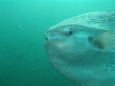 【話題】「ジャンプして着水するとマンボウは死ぬ」はデマ！？　水族館に聞いてみた