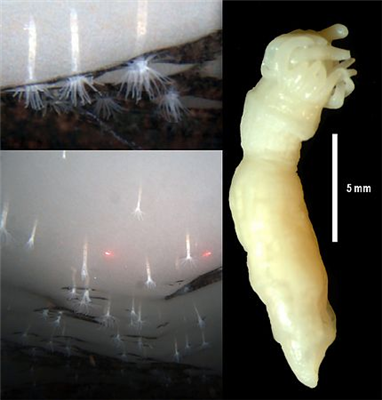 南極に新種イソギンチャク　棚氷下面に埋まって生息/米大学チーム発見