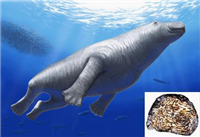 謎の絶滅哺乳類「デスモスチルス」　海で生活　骨軽く進化、泳ぎ上手に/大阪市立自然史博物館