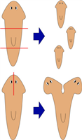 「再生できるプラナリア」と「再生できないプラナリア」の謎、解明される/京都大