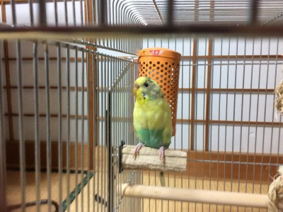 ワイアパート住み、インコ買いたい