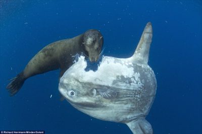 こいつ何考えて生きてるんやろ・・・って生き物