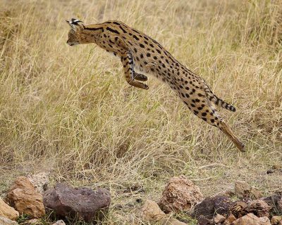 戦闘タイプの犬ってよくいるけど、戦闘タイプの猫っているんか？