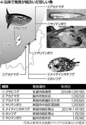 【朗報】凄くエッチなマンボウ、見つかる