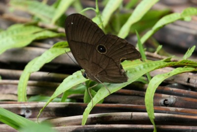 目玉模様の羽の蛾は鳥に食われないように進化したって言うやん