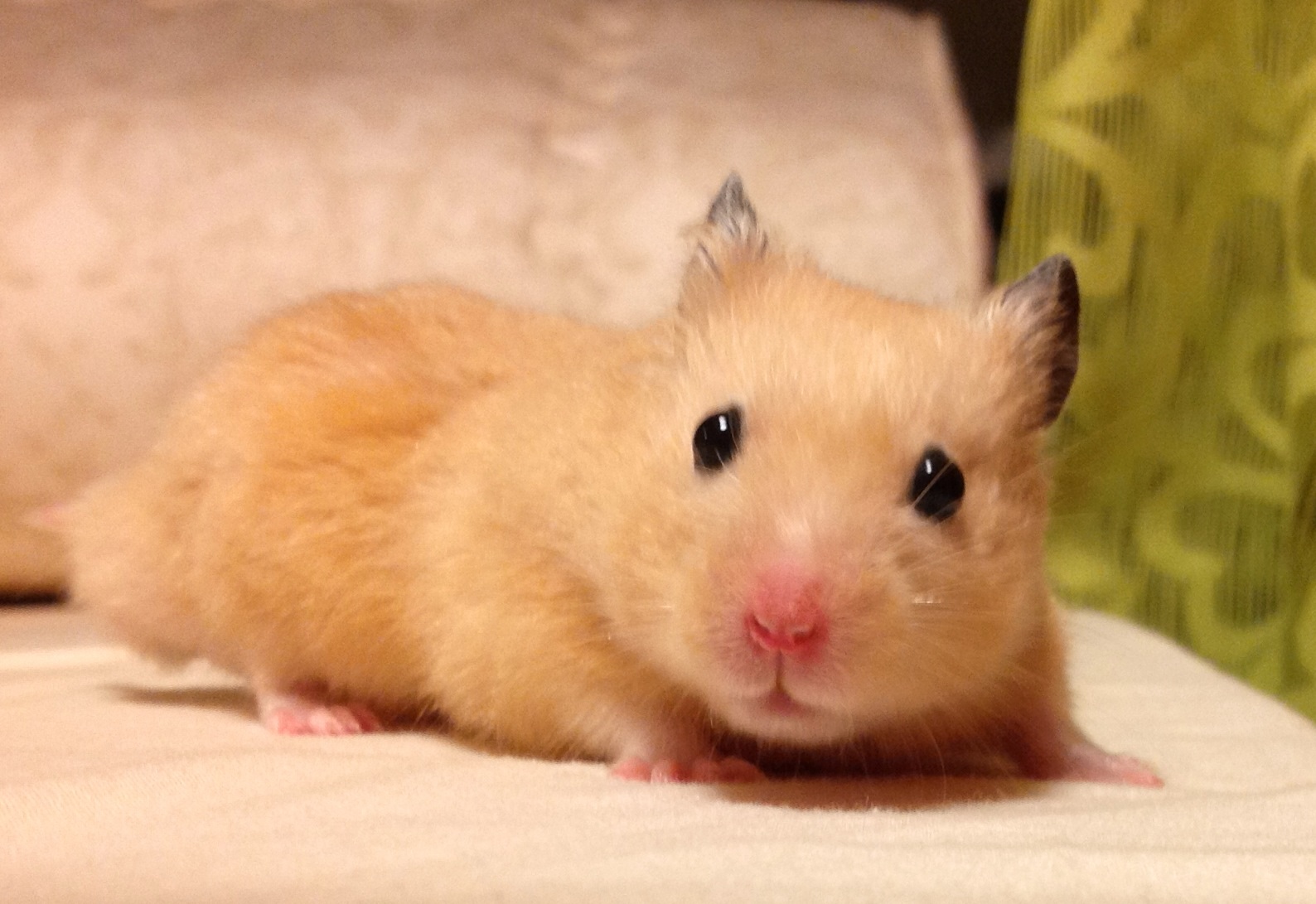 ハムスター飼いたいやけどおすすめおしえてくれ - PDco456
