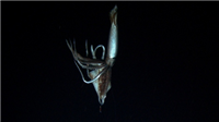 史上初の快挙　深海で泳ぐダイオウイカを世界初放送　1/13放送のNHKスペシャルで