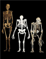 ２００万年前に南アフリカに生息のセディバ猿人、人と猿の特徴併せ持つ。初期人類の形態、機能のモザイク状進化を明らかに