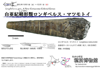 2009年に小学生が発見した化石が、イカの進化史に迫る新属のものと判明・「ロンギベルス属」と命名される