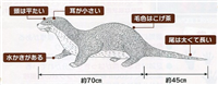 「絶滅種」に指定されたニホンカワウソ　十数件の目撃情報…愛媛県が本格調査