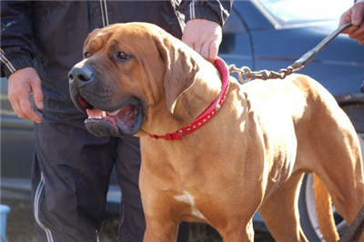 【社会】土佐犬に襲われて当時50代女性が水死　飼い主は土佐犬を放し飼い