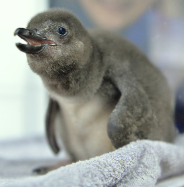 【生物/環境】気候変動でペンギンの赤ちゃんが大量死　気候変更による異常気象の増加が原因か／米ワシントン大学