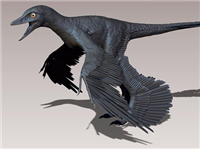 4枚の翼を持つ羽毛恐竜ミクロラプトル、後足の翼は「旋回」用