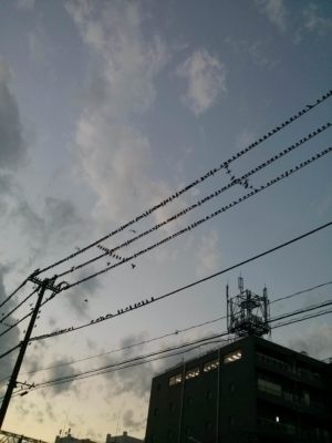鳥さんチュンチュンで草
