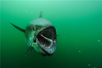 【生物】クロマグロの驚異的生態を解明