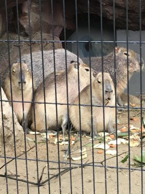 動物園に行ってきた