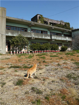 【話題】まさに猫島！人間15人に猫が100匹　愛媛