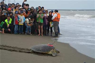 【動物】アオウミガメ50歳の「レディ・ガガ」が台湾の小中学生から「がんばって」「元気でね」と見送られ、海に帰る。