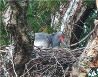 ふ化予定迎えた放鳥トキ兄妹のつがい、卵を捨てる