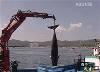 去年、韓国の沿岸で”偶然”網にかかったクジラは２３５０頭、１日平均６．４頭