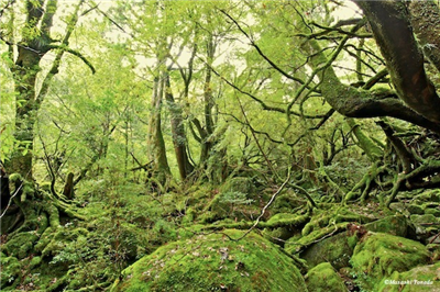 【風景】まるで生きる森！精霊宿る「屋久島の木々」