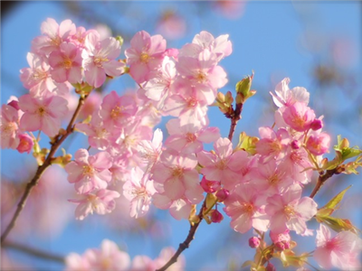 【社会】「入学式に桜が咲いてない！」最近のモンスターペアレントが凄いと話題に ?
