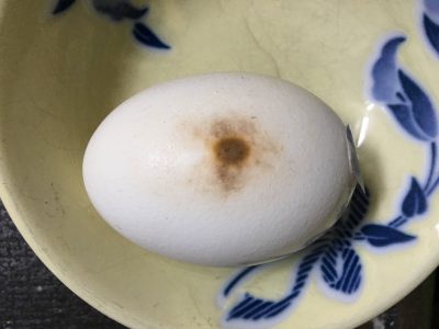 ワイ、ゆで卵を作ろうとして水を入れ忘れる