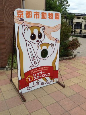 「スローロリス」京都市動物園の人気投票で1位に