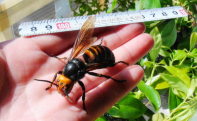 スズメバチとかいう地上最強の生物