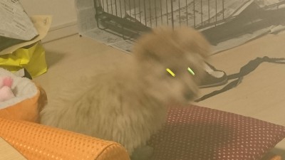 ワイ将 イッヌが飼いたくて飼いたくて仕方がない