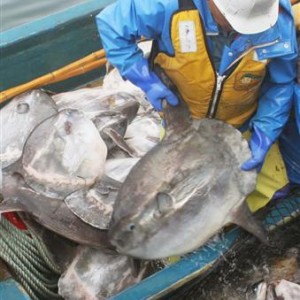 北海道でなぜかマンボウが大漁…漁師は困惑