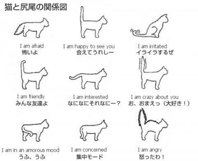 【ネコ】ネコの言葉を理解する方法
