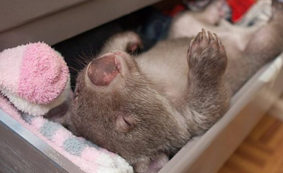 【動物】ウォンバットの赤ちゃん　引き出しを開けて衣服を枕にして眠る