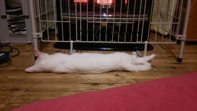 ワイ家ねこ（16）、一日のうち23時間眠る