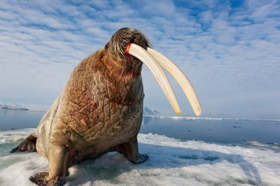 おんＪ民がギリギリ素手で勝てそうな生き物で打線組んだｗｗｗ